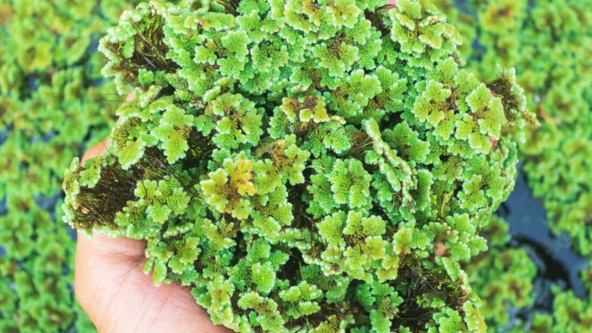 Azolla pinnata berpotensi ganti makanan ayam? - SAHIH