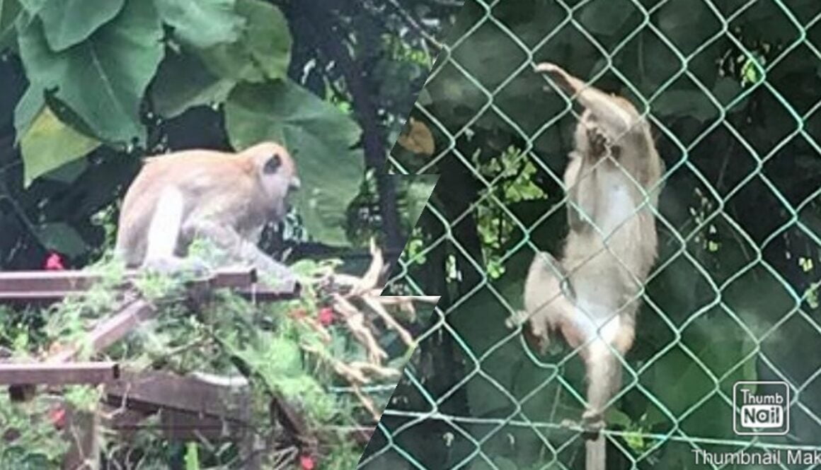 IMG_05112020_161434_(800_x_500_pixel)