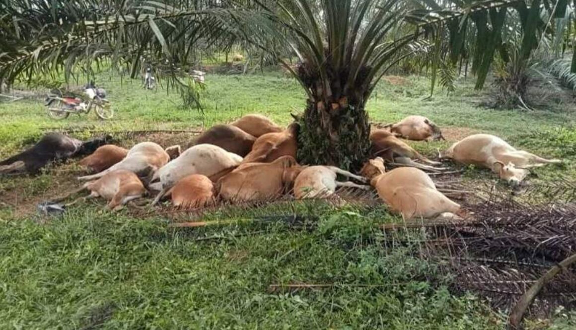 IMG_06102021_013601_(800_x_500_pixel)