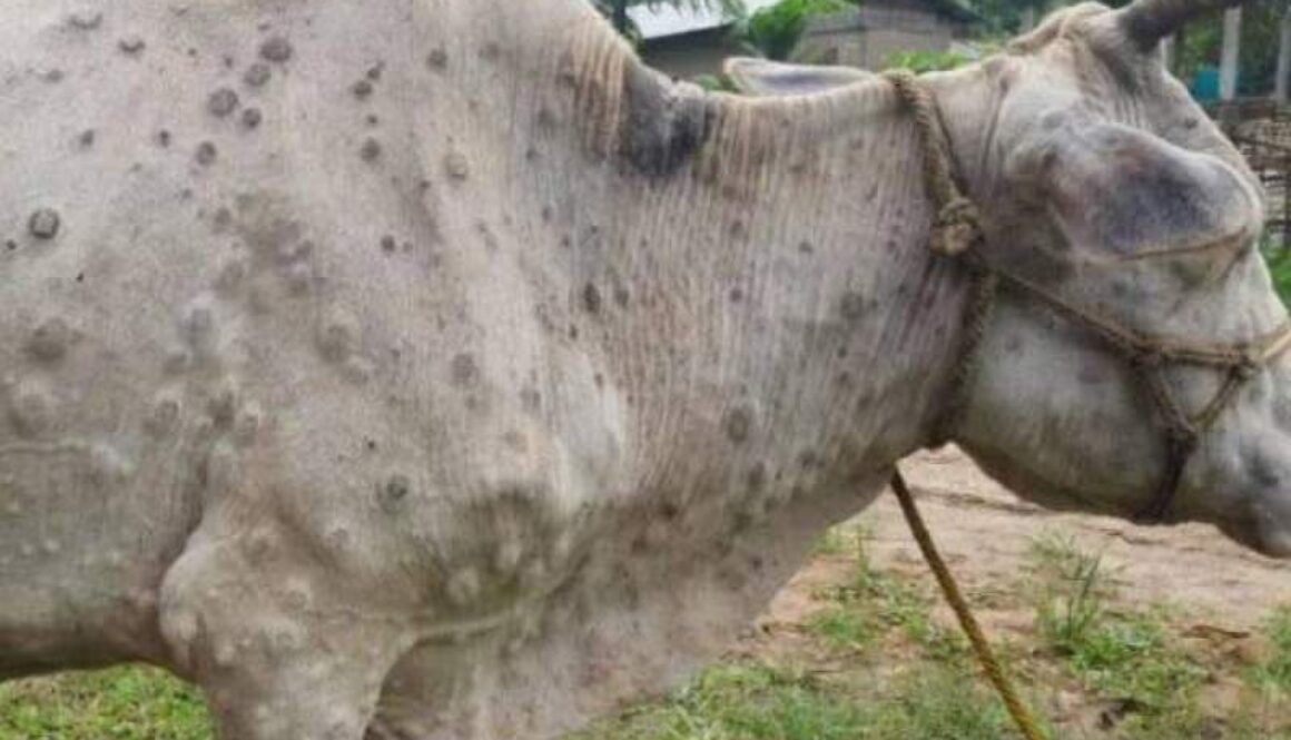 IMG_07062021_131645_(800_x_500_pixel)