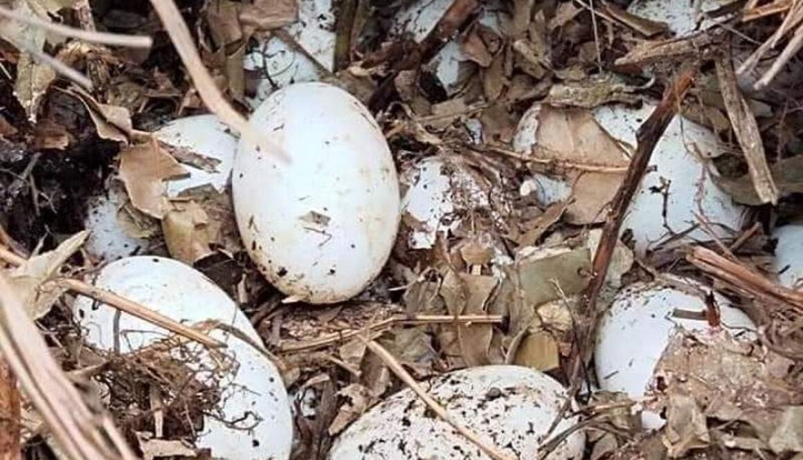 IMG_14022021_013226_(800_x_500_pixel)