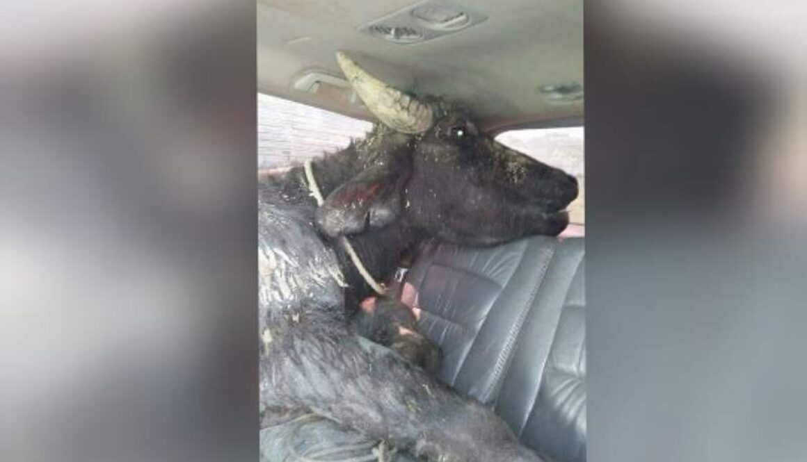 IMG_17122020_180533_(800_x_500_pixel)