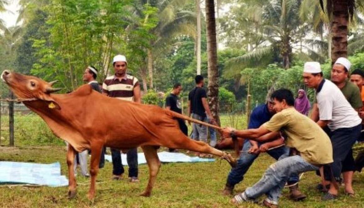 IMG_18072021_012232_(800_x_500_pixel)