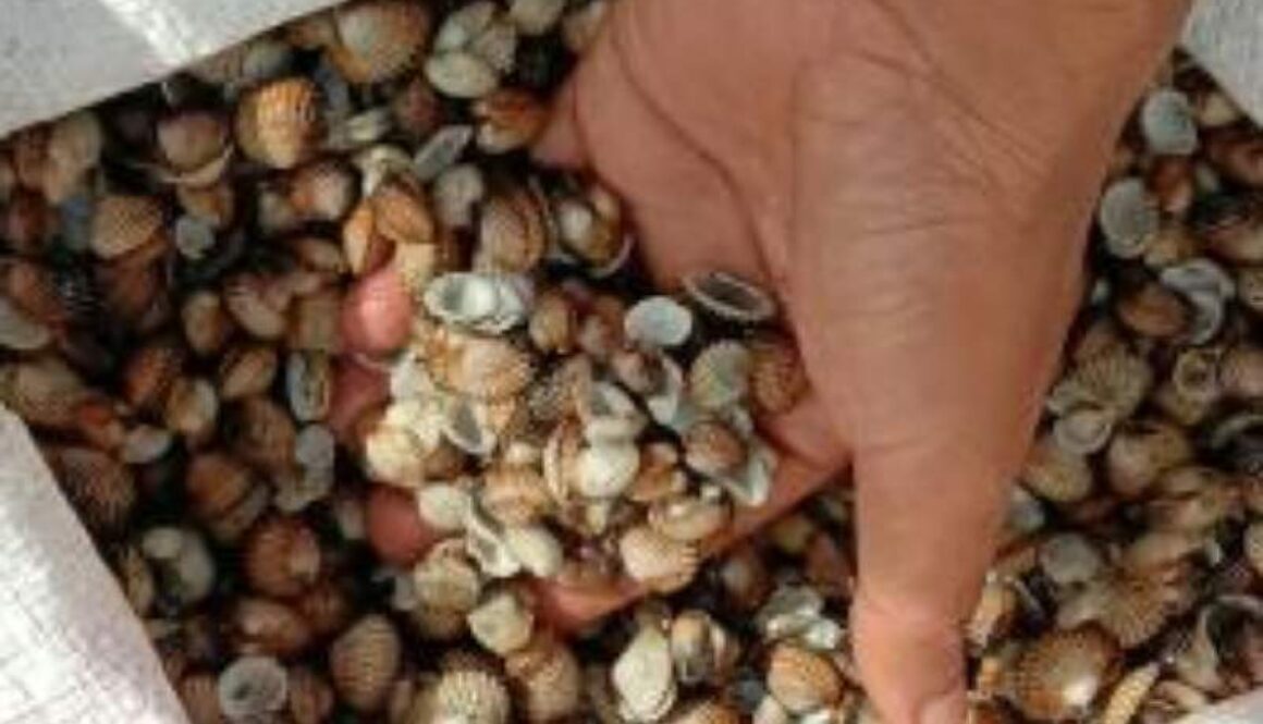 IMG_18122020_152318_(800_x_500_pixel)