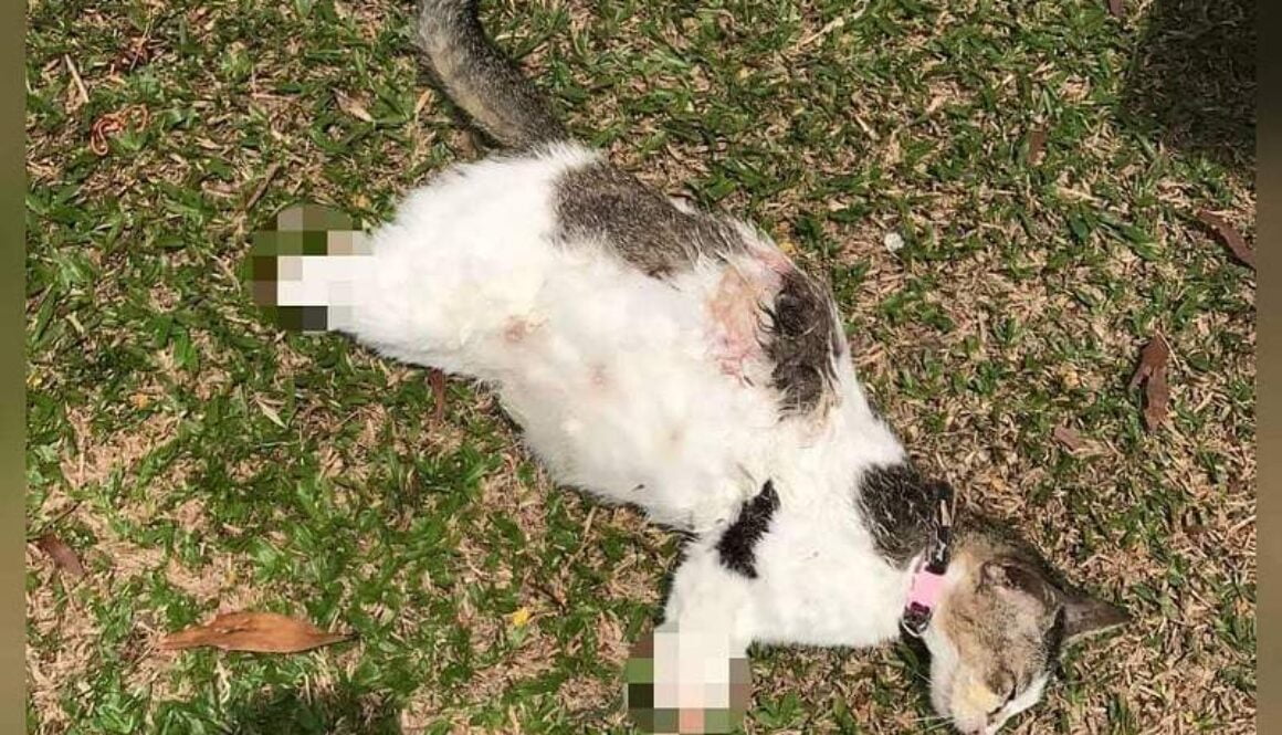 IMG_20022021_233726_(800_x_500_pixel)