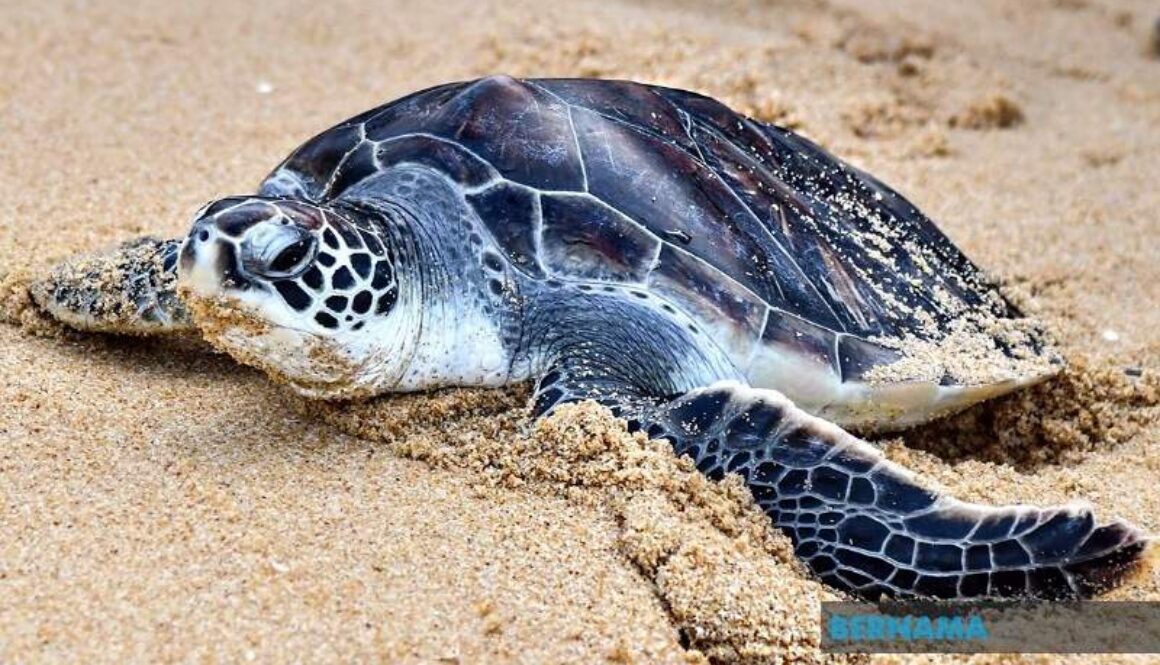 CREATOR: gd-jpeg v1.0 (using IJG JPEG v62), default quality?