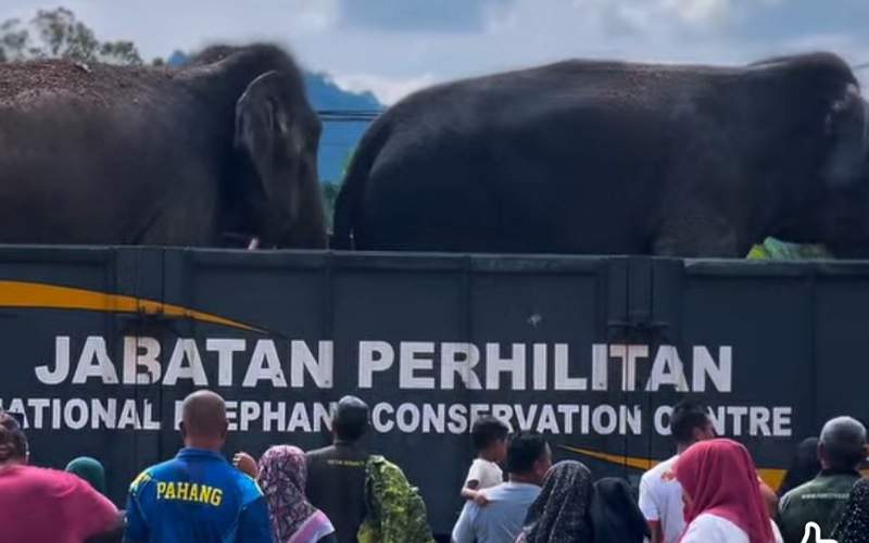 Dua gajah denak berjaya jinakkan gajah liar dan dipindahkan. - SAHIH