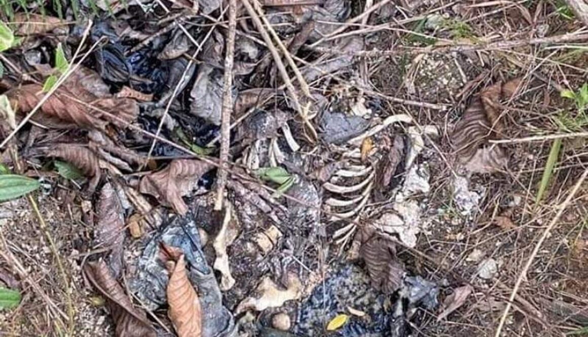 IMG_21022021_221704_(800_x_500_pixel)