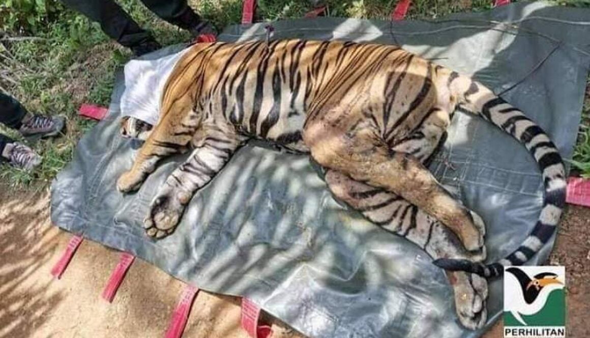 IMG_23022021_000447_(800_x_500_pixel)