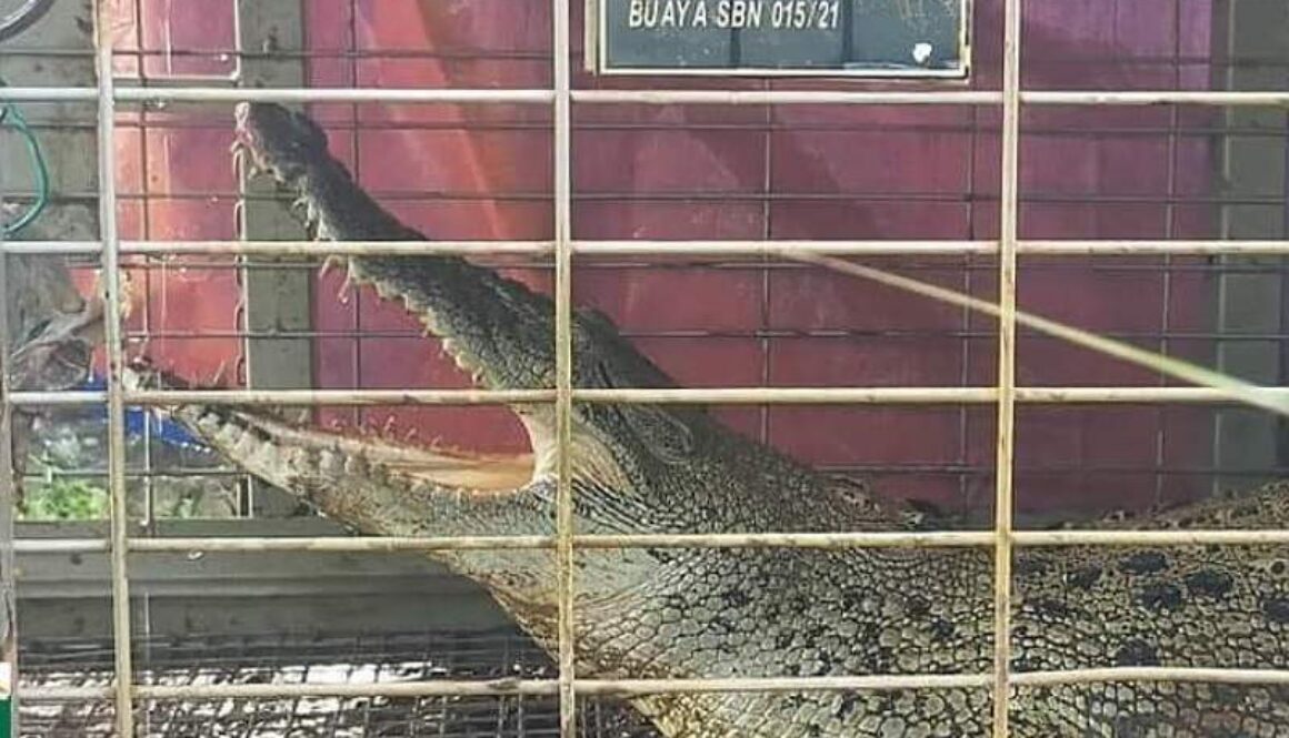 IMG_28102021_003553_(800_x_500_pixel)