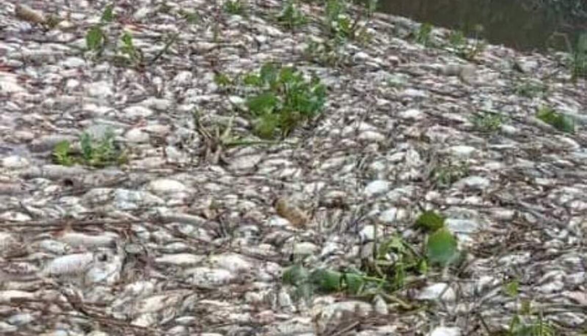 IMG_28122020_145959_(800_x_500_pixel)