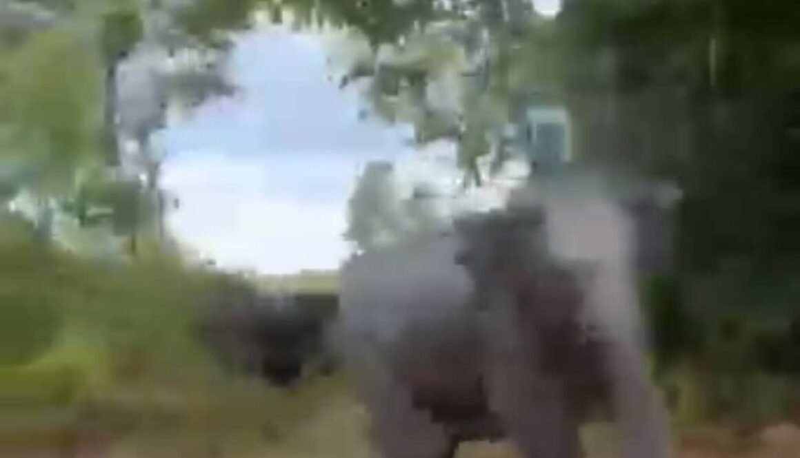 gajah
