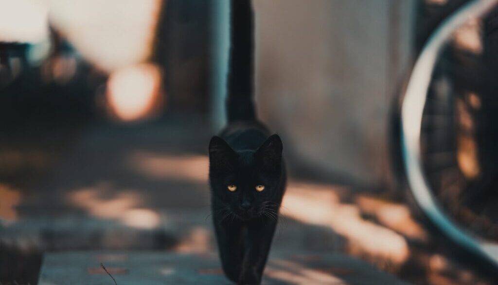 black cat walking on road