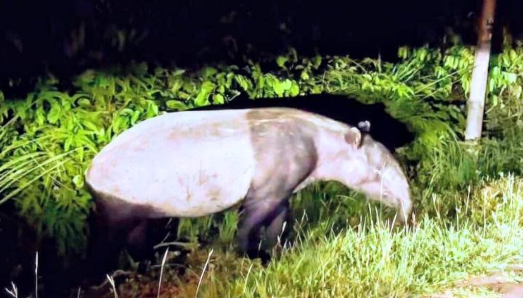tapir
