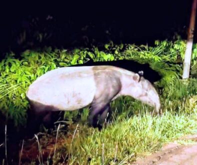 tapir