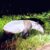 tapir