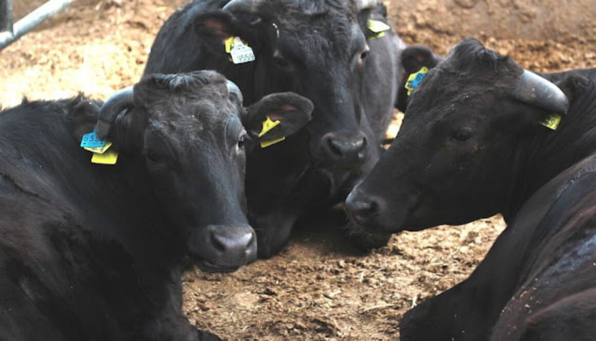 wagyu1